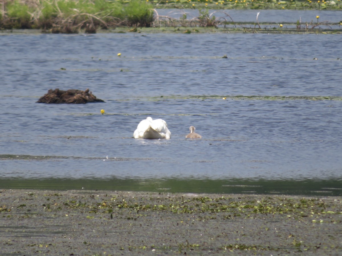 Mute Swan - ML579291061