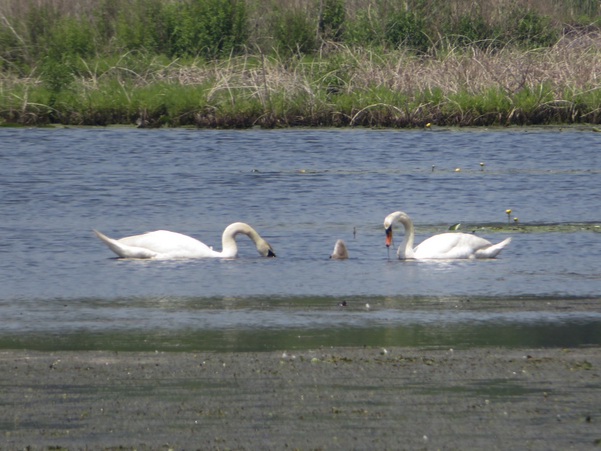 Cygne tuberculé - ML579291231