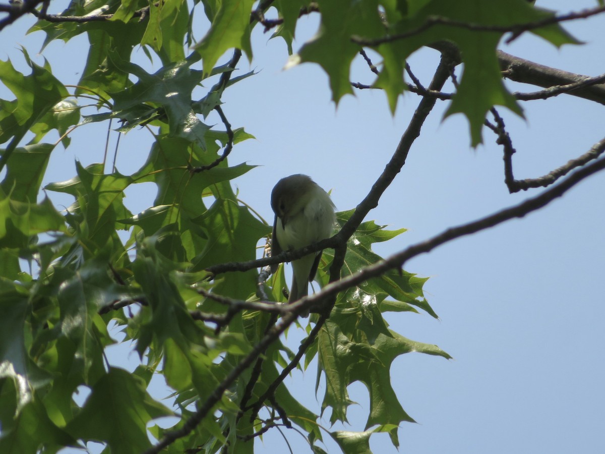 Warbling Vireo (Eastern) - ML579291341