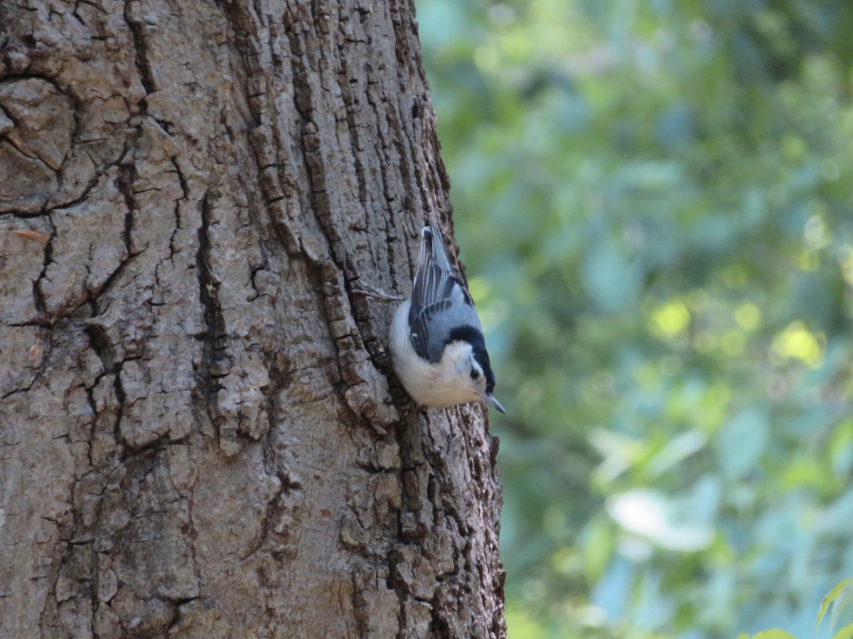 White-breasted Nuthatch - Deb Caron