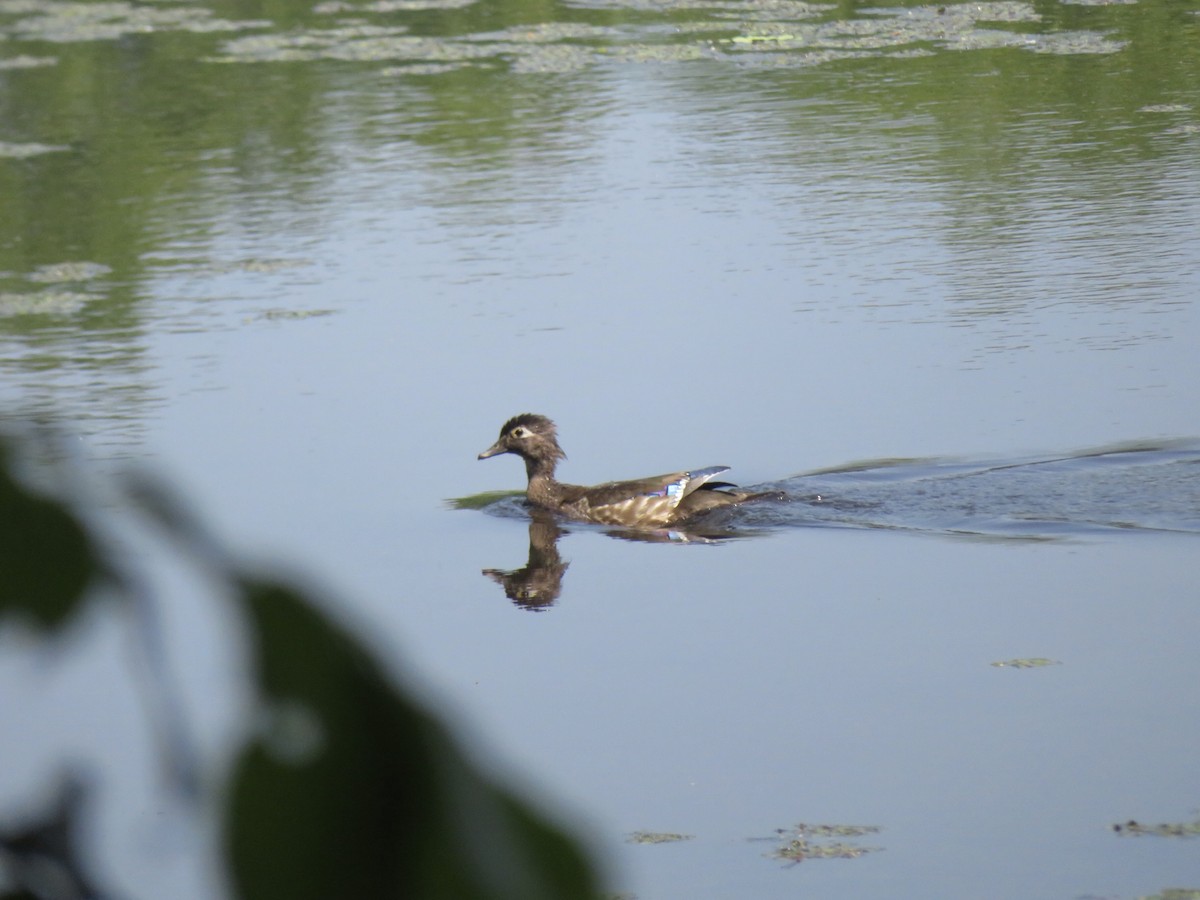 Wood Duck - Deb Caron