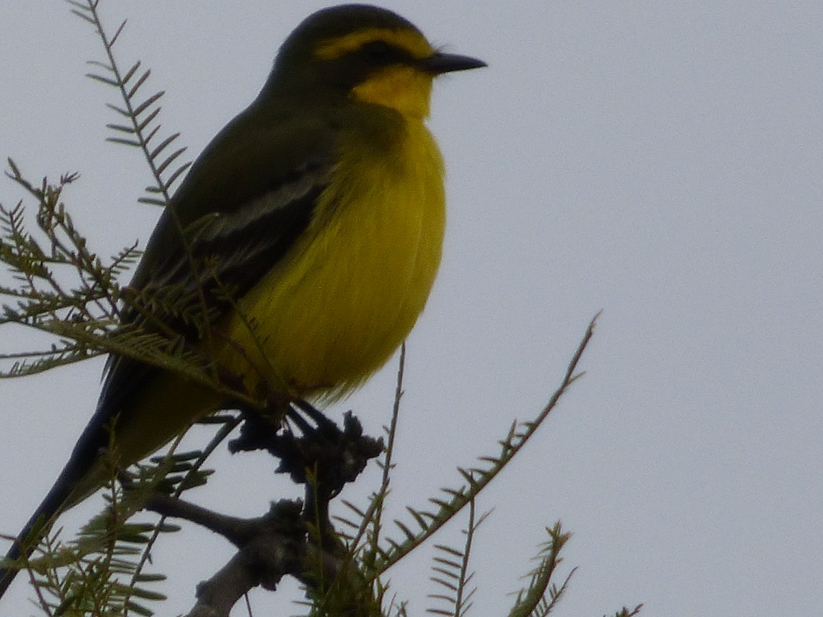 Yellow-browed Tyrant - ML57929171