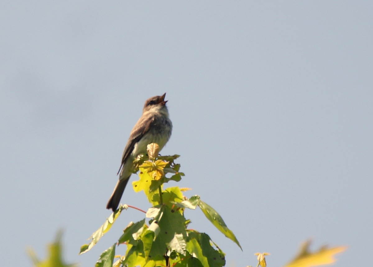 Eastern Wood-Pewee - ML579291971