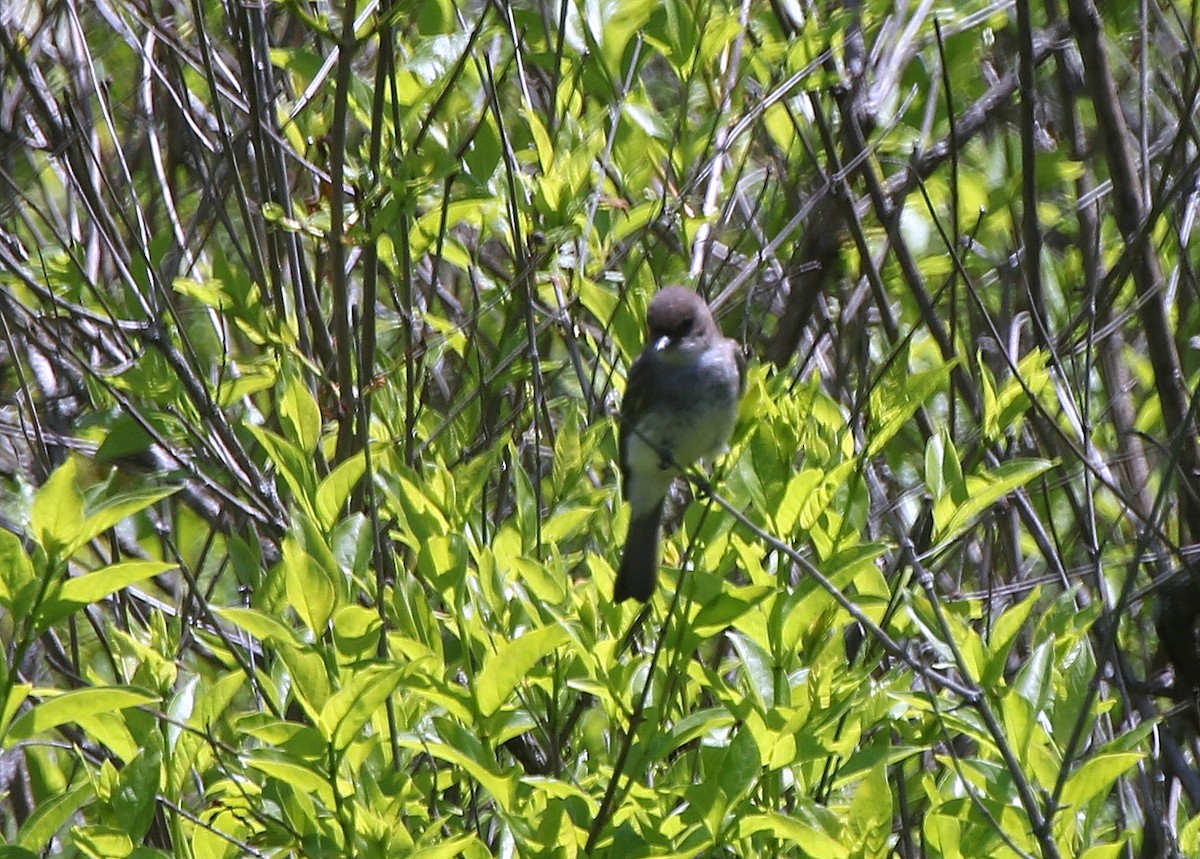 Eastern Wood-Pewee - ML579291981