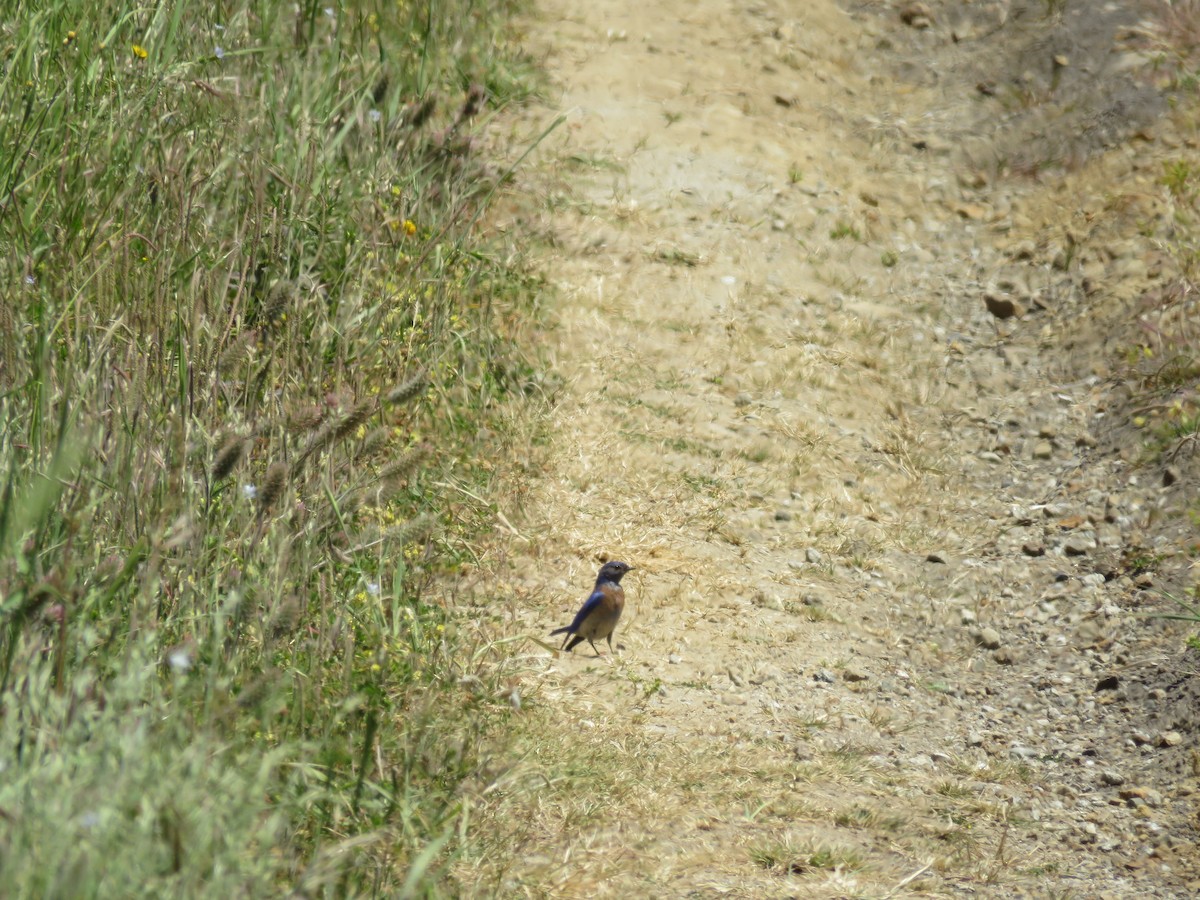 Blaukehl-Hüttensänger - ML57929231