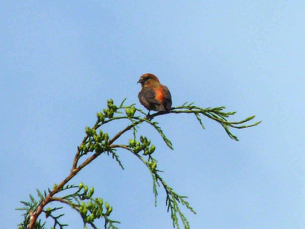 Red Crossbill - ML57929251