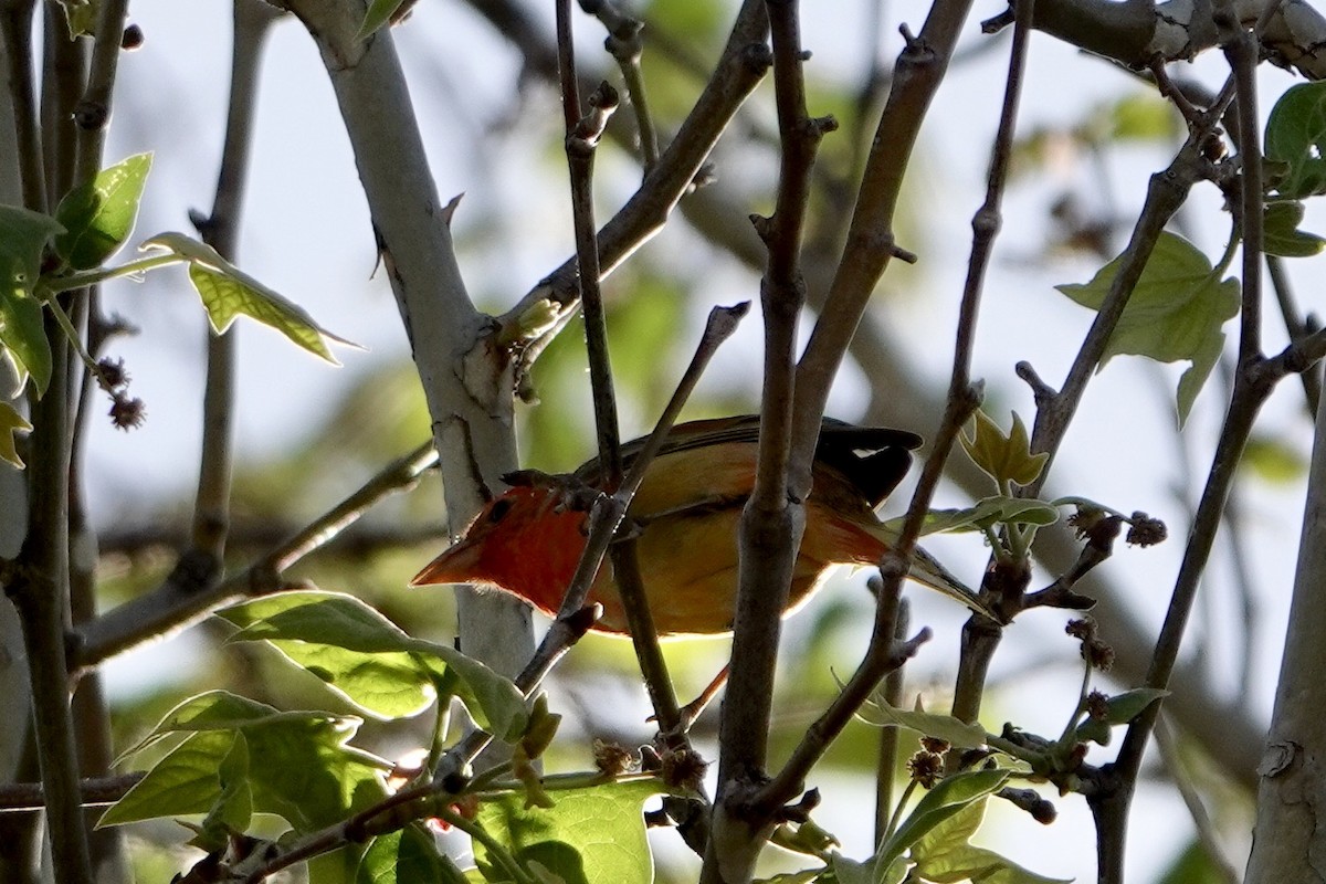 Summer Tanager - ML579292931