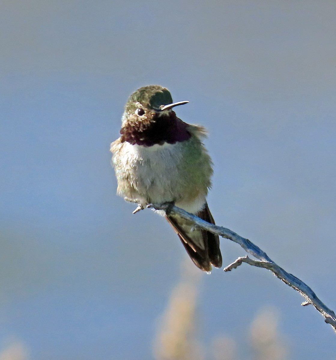 Broad-tailed Hummingbird - ML579293131