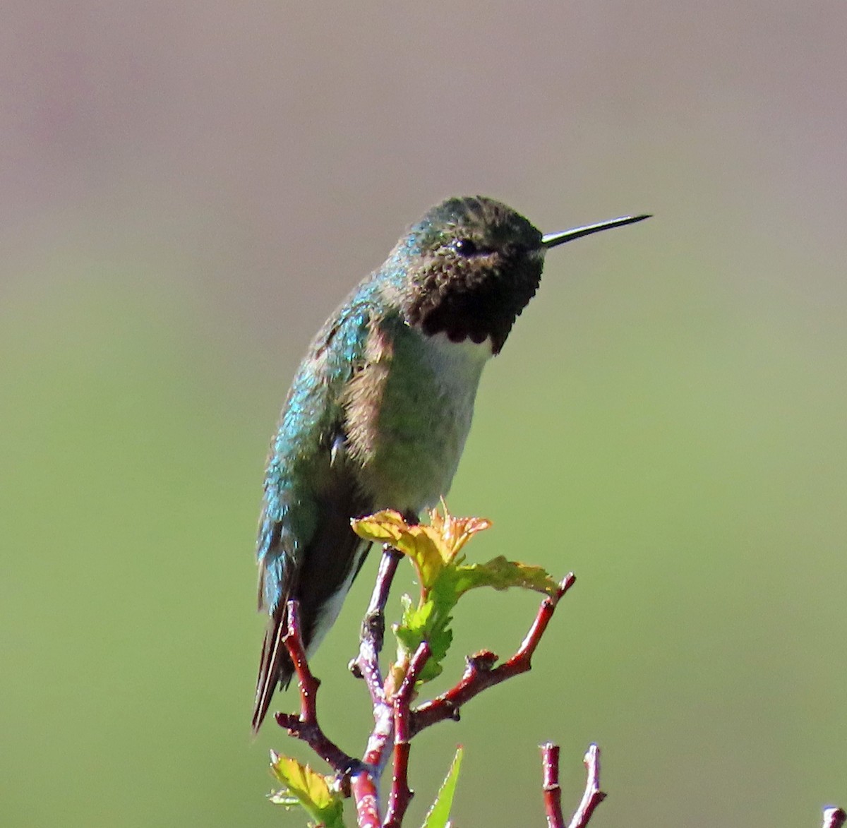 Broad-tailed Hummingbird - ML579293141
