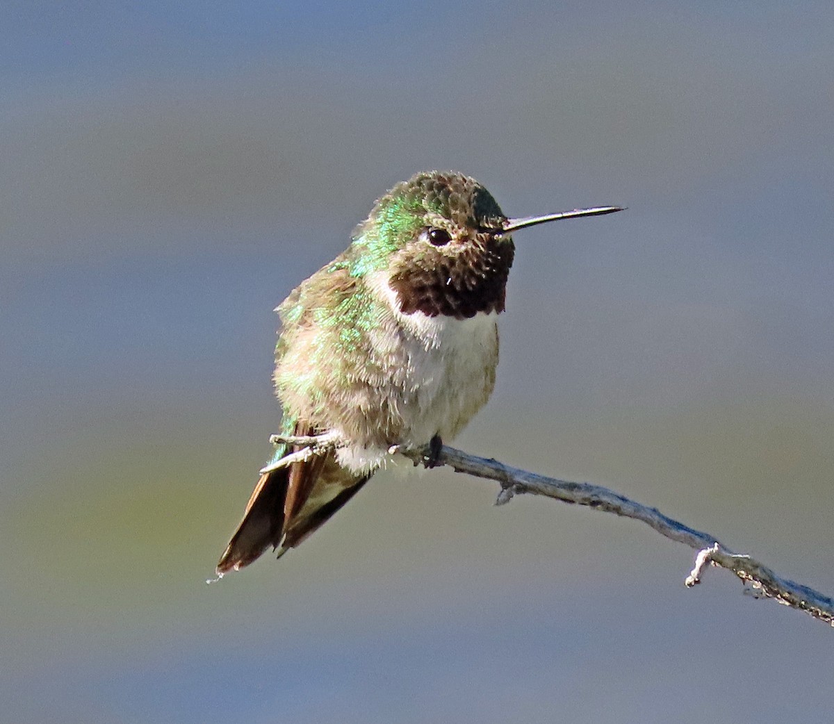 Colibri à queue large - ML579293151