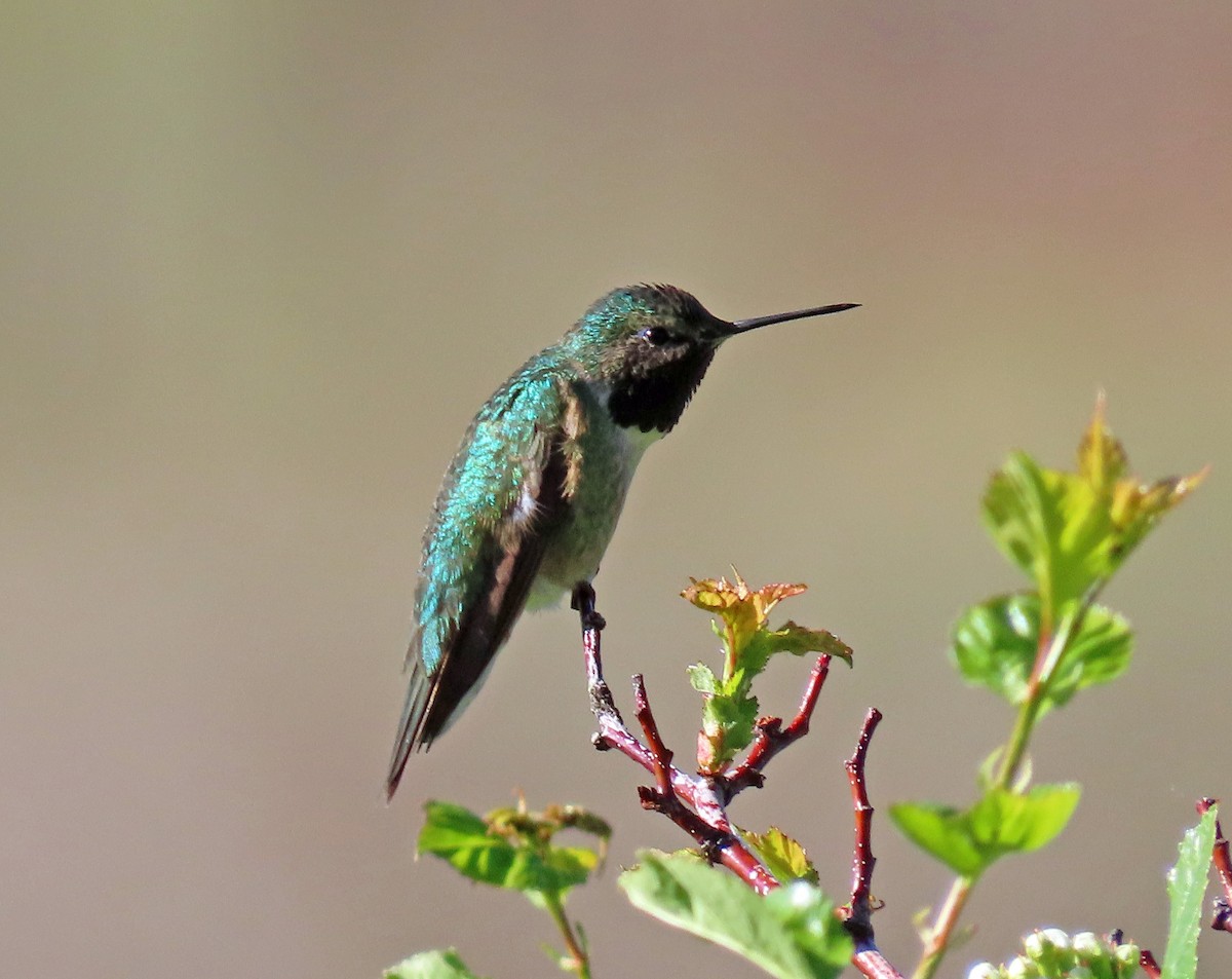 Broad-tailed Hummingbird - ML579293161
