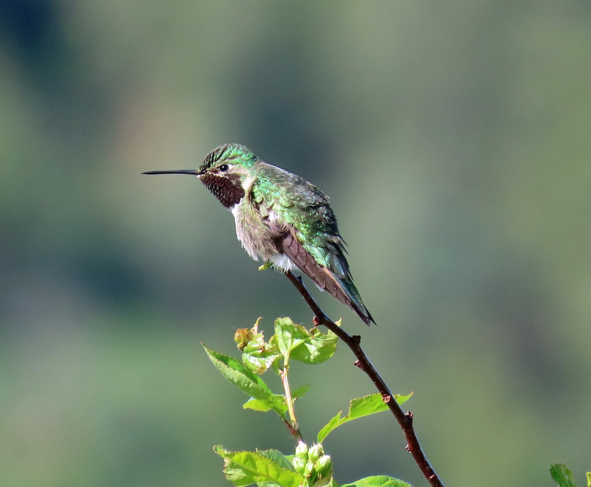 Broad-tailed Hummingbird - ML579293171