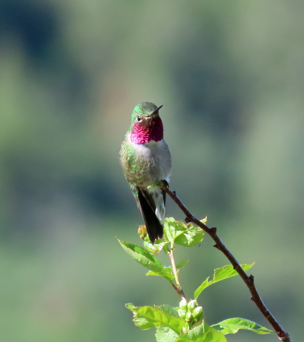 Broad-tailed Hummingbird - ML579293181