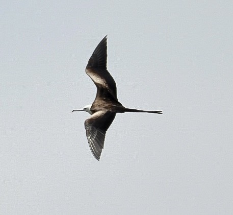 Magnificent Frigatebird - ML579293541