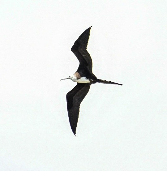 Magnificent Frigatebird - ML579293561