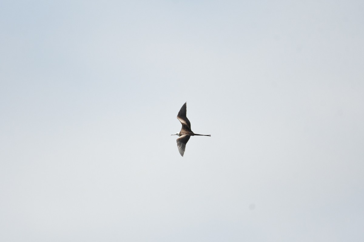 Magnificent Frigatebird - ML579293571