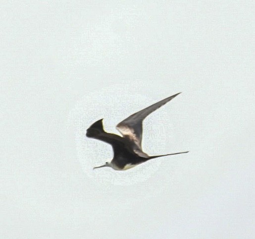 Magnificent Frigatebird - ML579293581