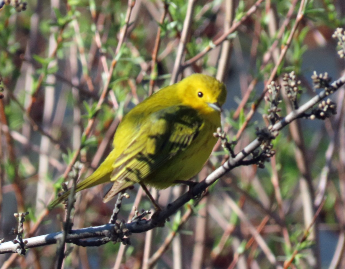 Yellow Warbler - ML579293691