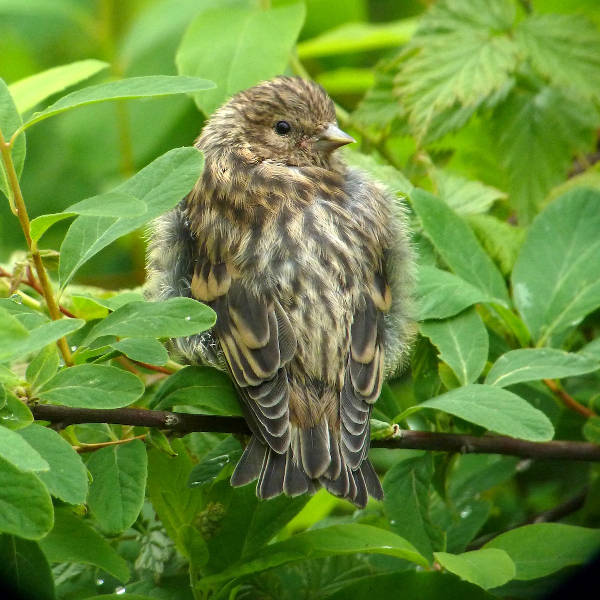 Pine Siskin - Charlotte Byers
