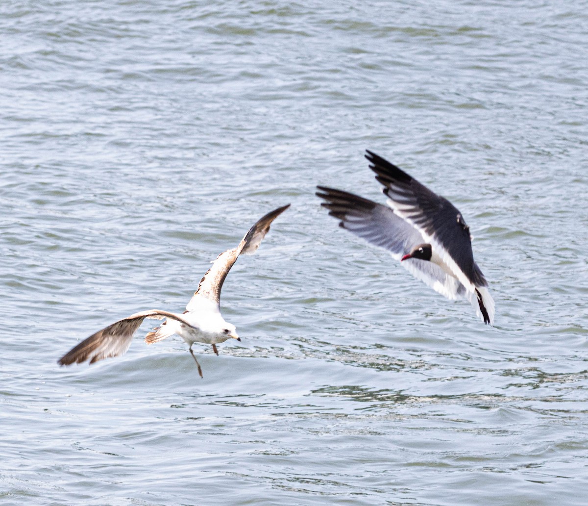 Laughing Gull - ML579293741