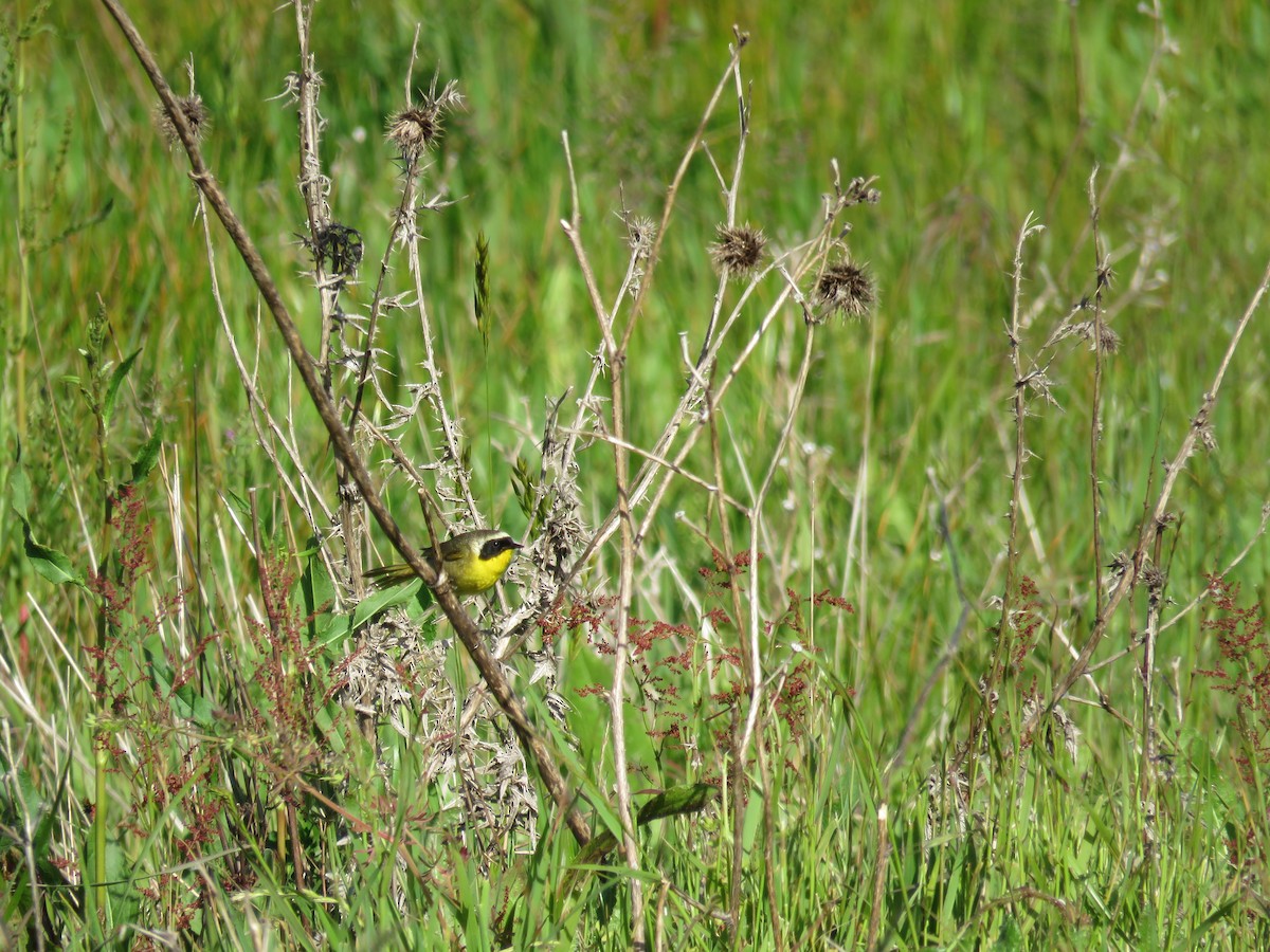 Paruline masquée - ML57929411