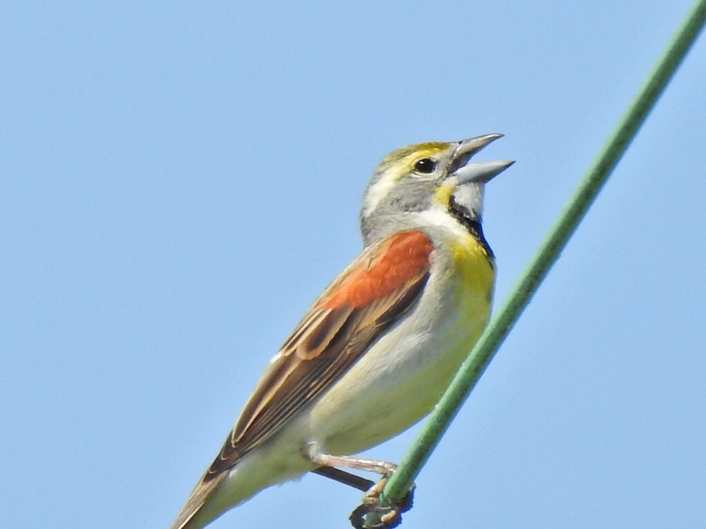 Dickcissel - Jeff Goff