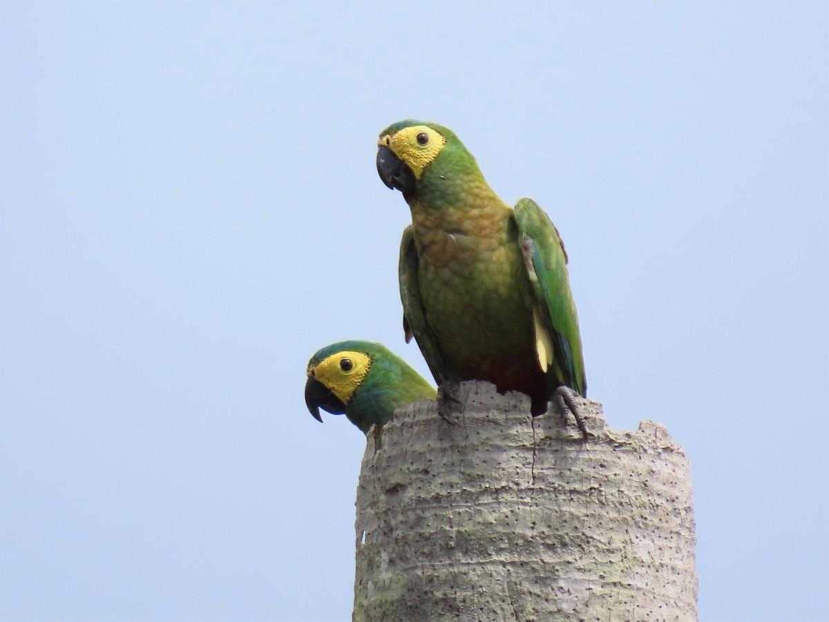 Red-bellied Macaw - ML579295511