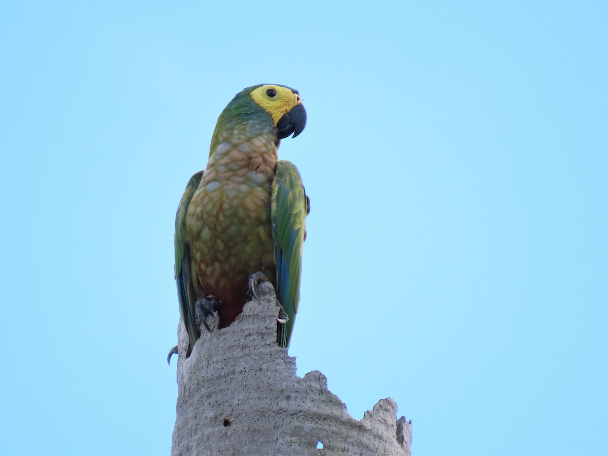 ズグロヒメコンゴウインコ - ML579295521