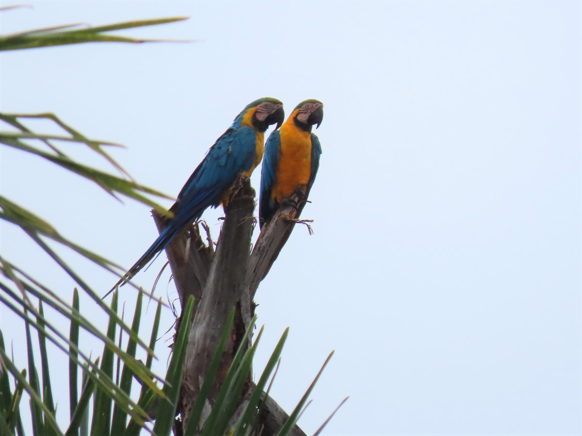 Blue-and-yellow Macaw - ML579295561