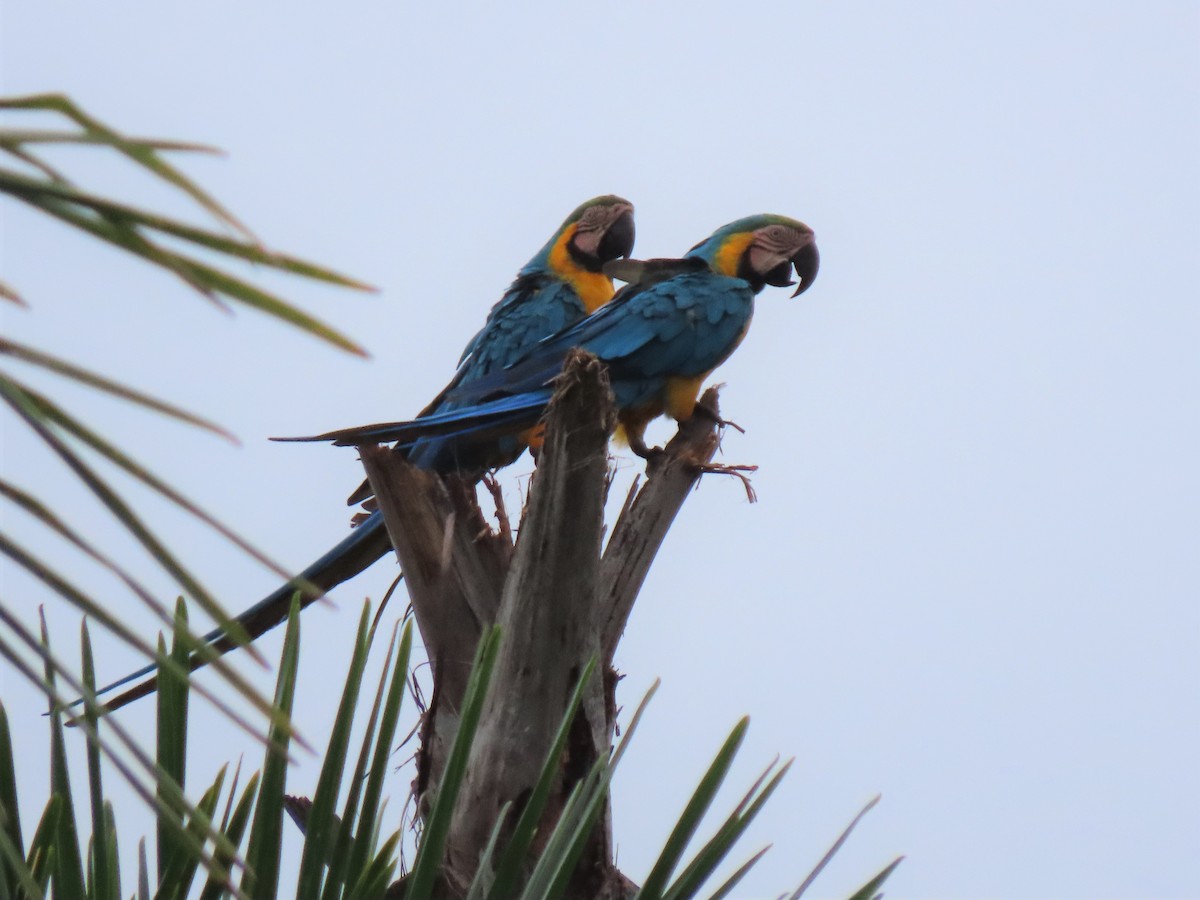 Blue-and-yellow Macaw - ML579295571