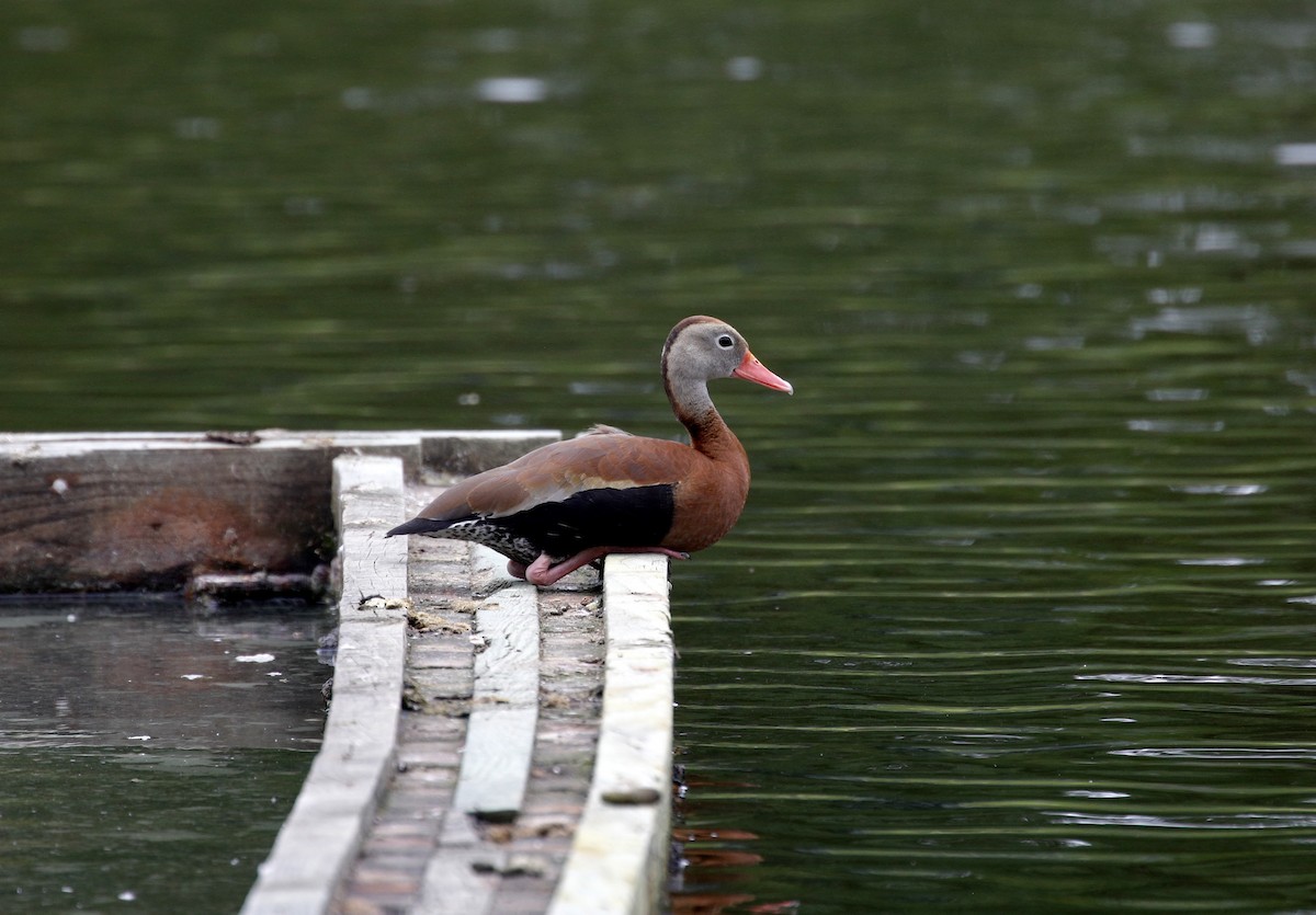 Black-bellied Whistling-Duck - Mike Collins