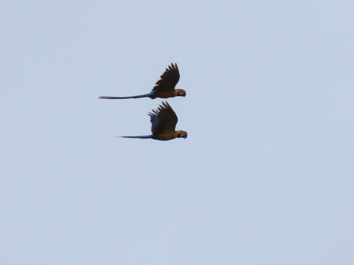 Blue-and-yellow Macaw - ML579295611