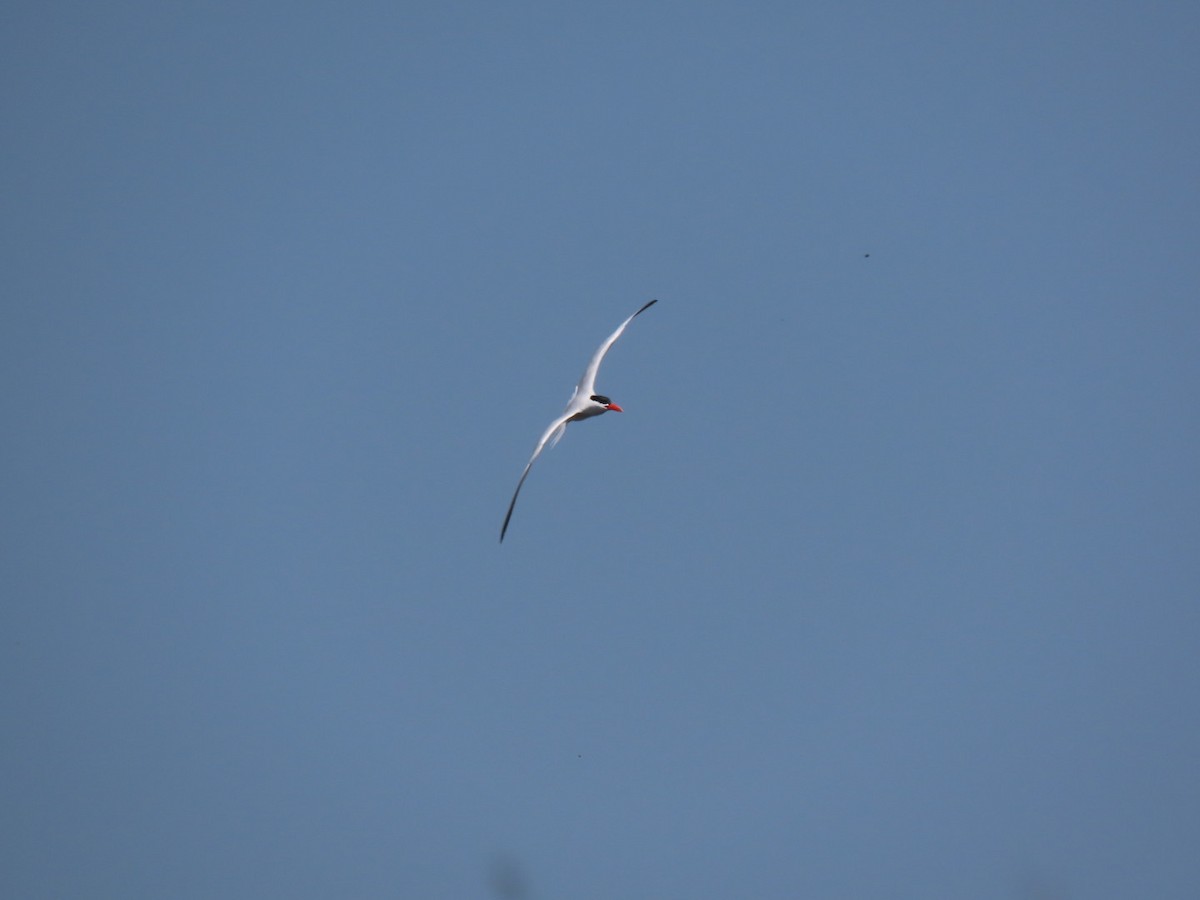 Caspian Tern - ML579295931