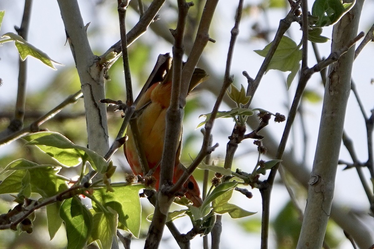 Summer Tanager - ML579295961