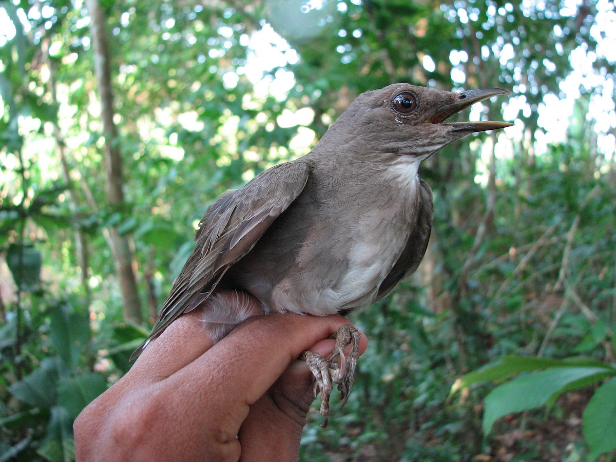 Black-billed Thrush - ML579296121