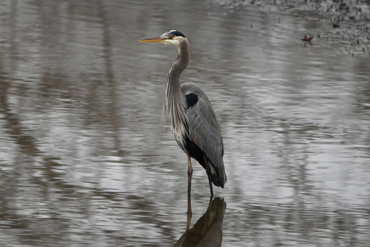 Great Blue Heron (Great Blue) - Matthew Lambert