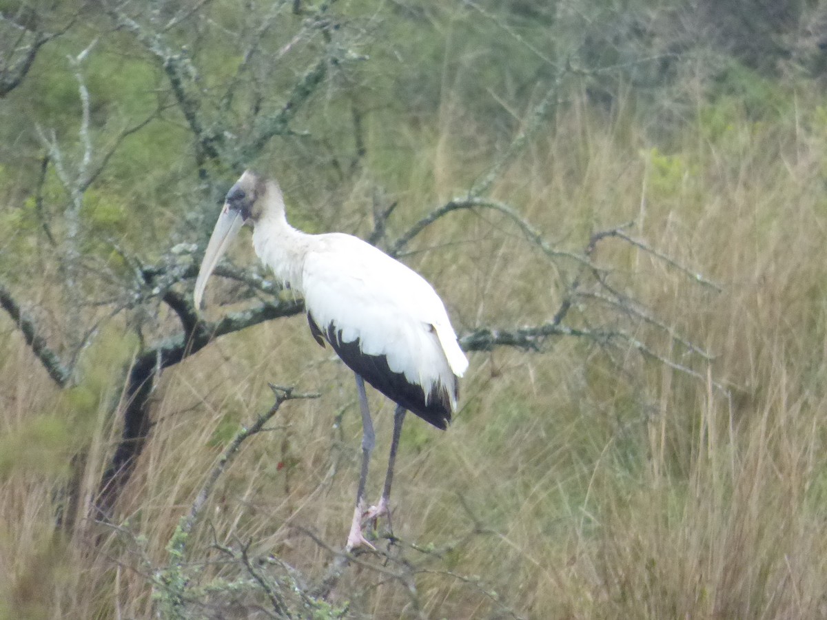 Wood Stork - ML57929691