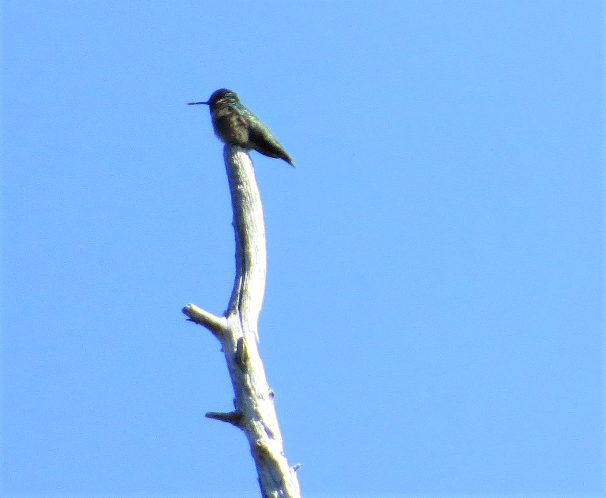 Ruby-throated Hummingbird - ML579297701