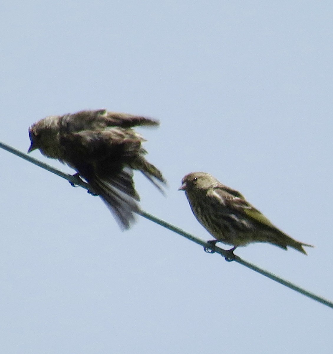 Pine Siskin - ML57929771