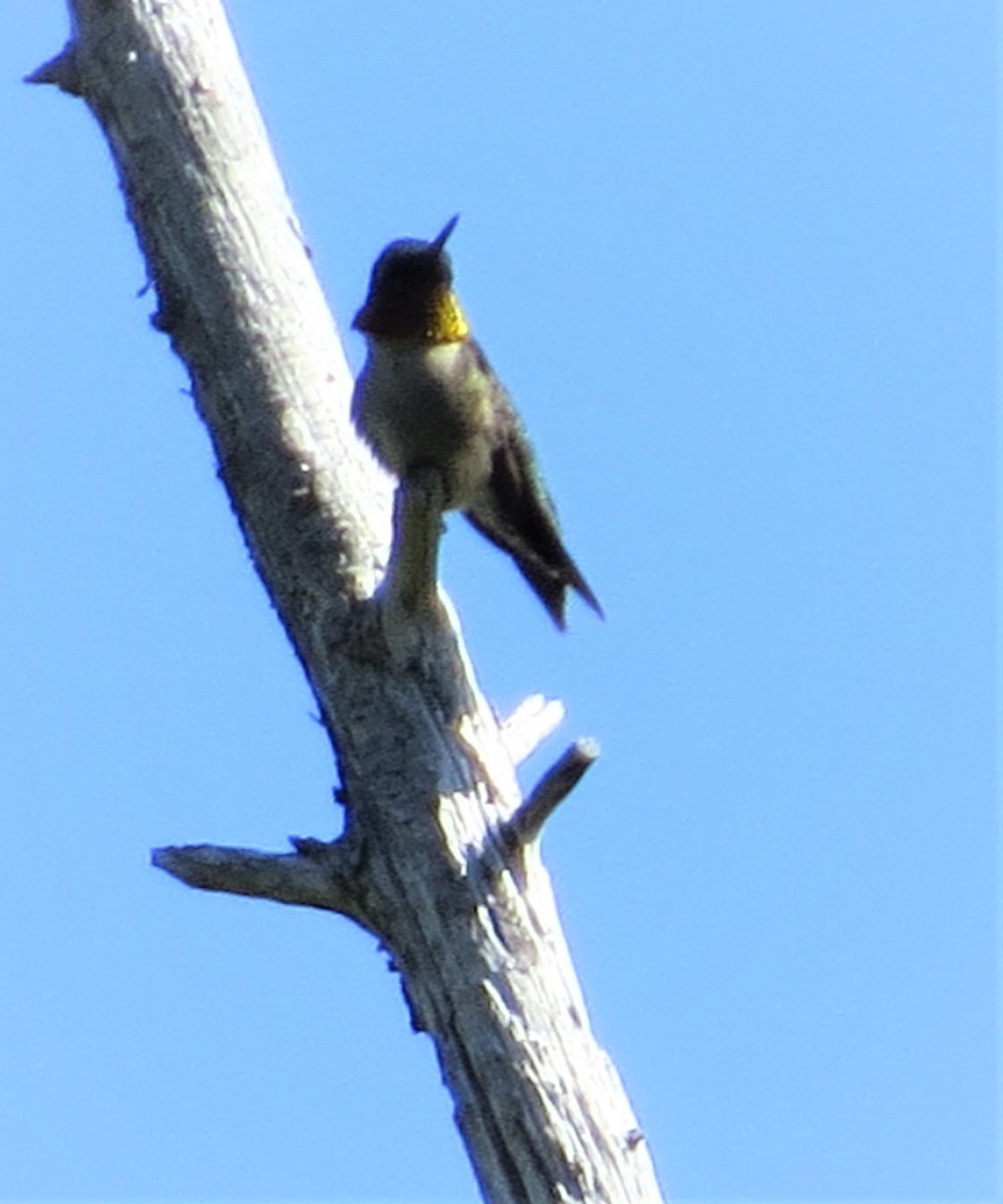 Ruby-throated Hummingbird - ML579297741