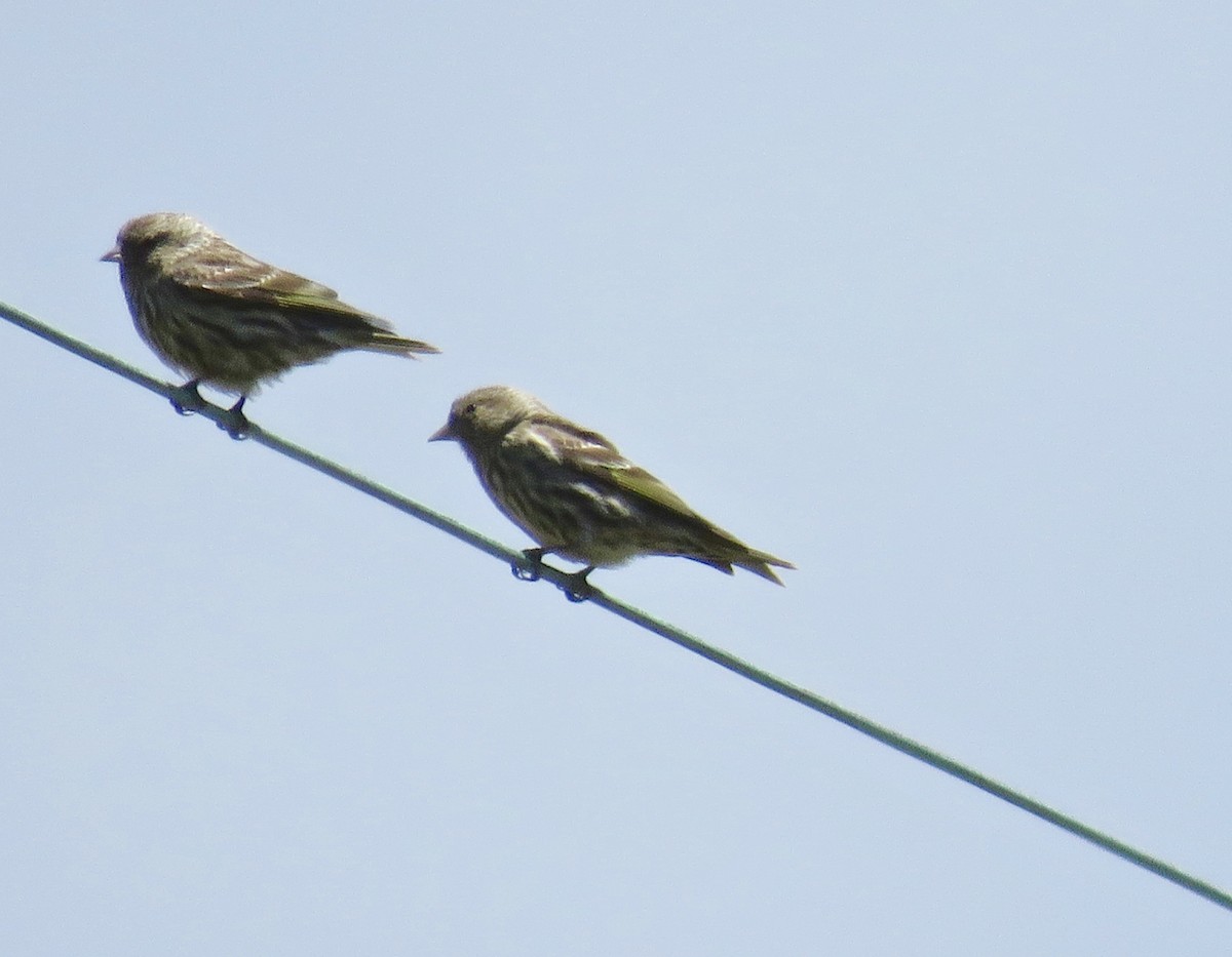 Pine Siskin - ML57929781