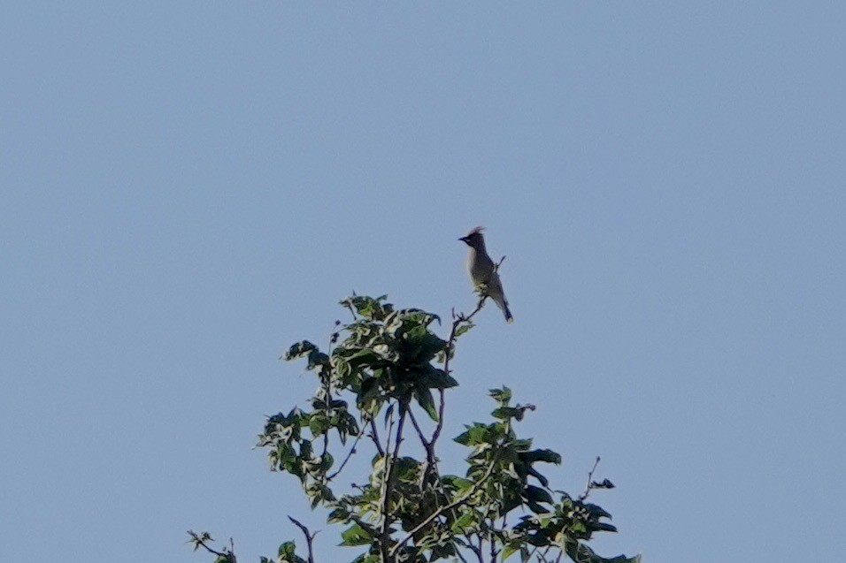 Cedar Waxwing - ML579298121