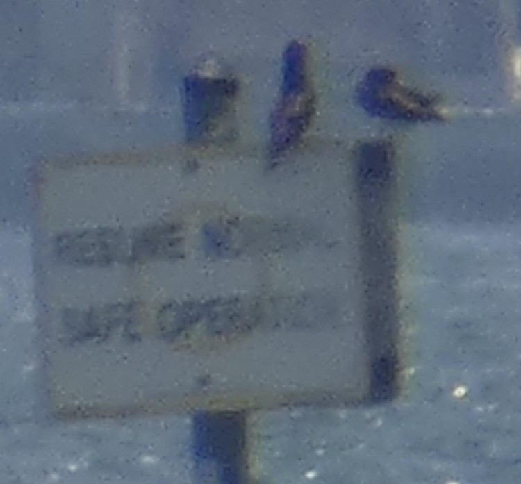 Brown Booby - ML579298931