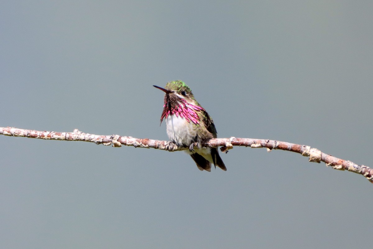 Calliope Hummingbird - ML579299621