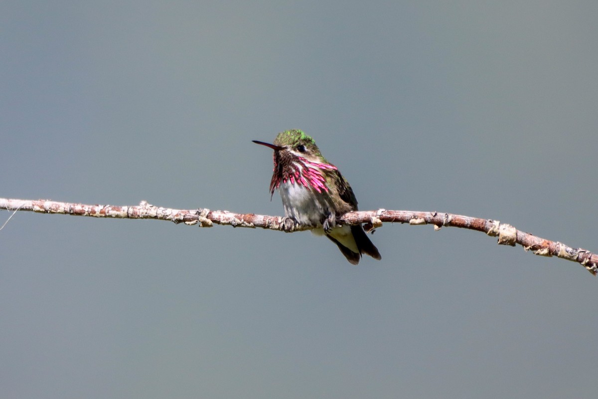 Calliope Hummingbird - ML579299631