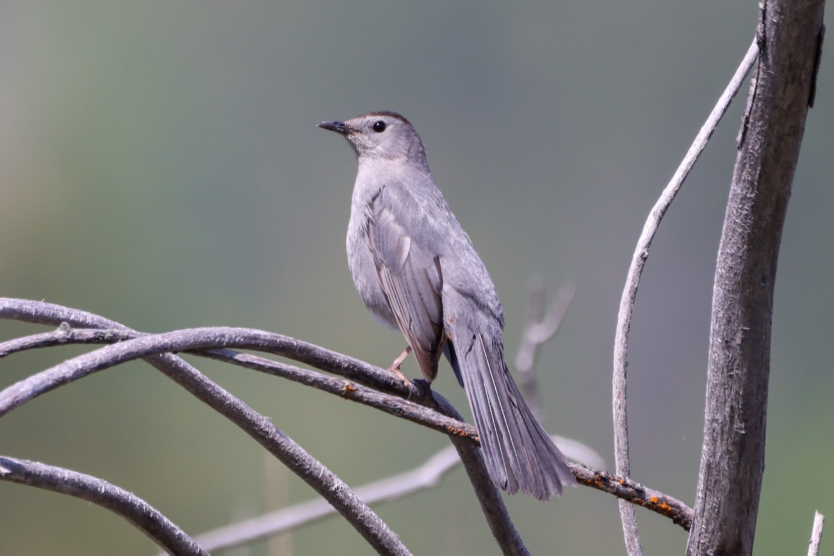 Gray Catbird - ML579299671
