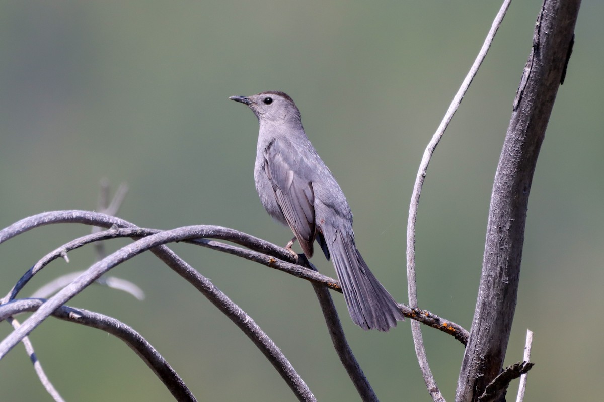 Gray Catbird - ML579299681