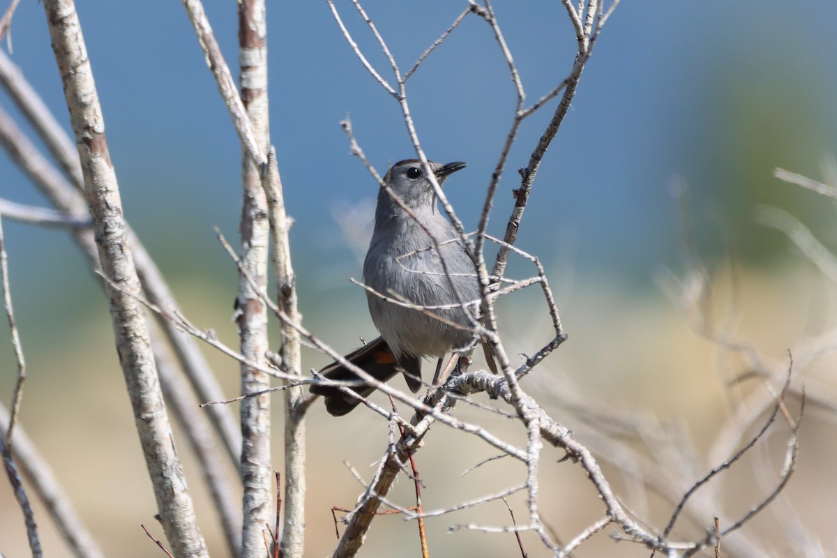 Gray Catbird - ML579299701
