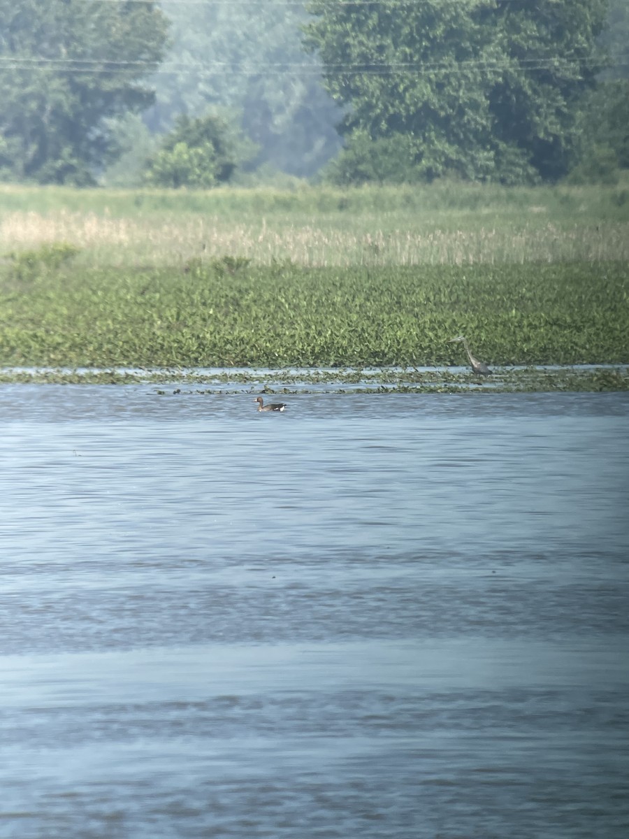 Greater White-fronted Goose - ML579299841