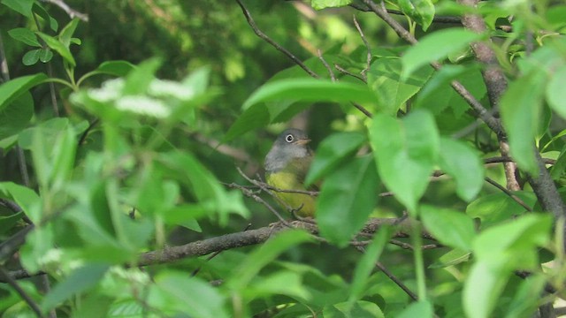 Augenring-Waldsänger - ML579300651